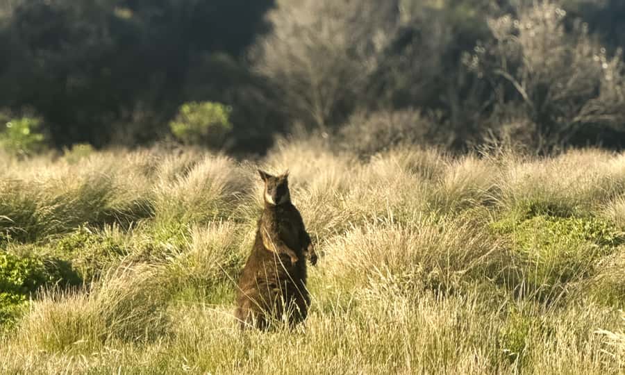 From Melbourne: Phillip Island Penguin Parade Eco Tour - What the guides add to the experience