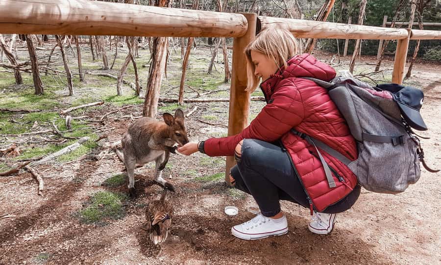 From Melbourne: Phillip Island Penguin Parade Eco Tour - Moonlit Sanctuary starts the wildlife day