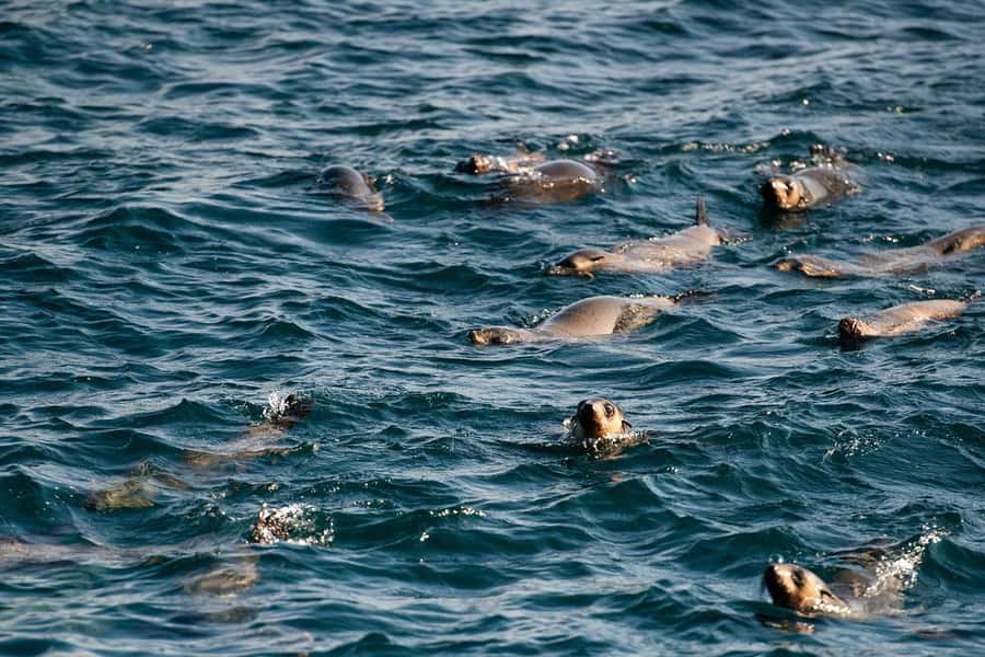 From Melbourne: Phillip Island Penguin Parade Express Tour - Why this Phillip Island tour works so well