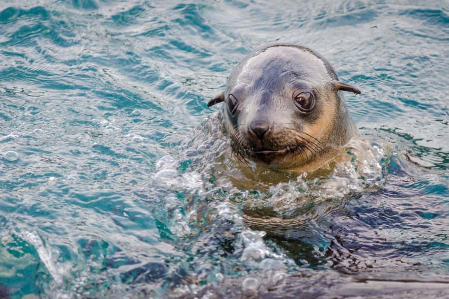 From Melbourne: Phillip Island Penguin Parade Express Tour - San Remo and the crossing to Phillip Island