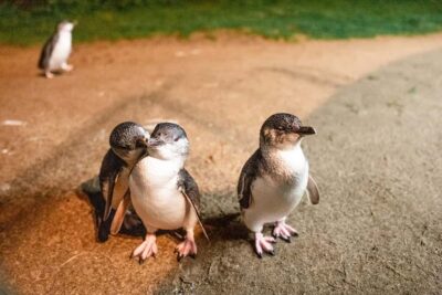 Phillip Island Penguin Parade Express Tour
