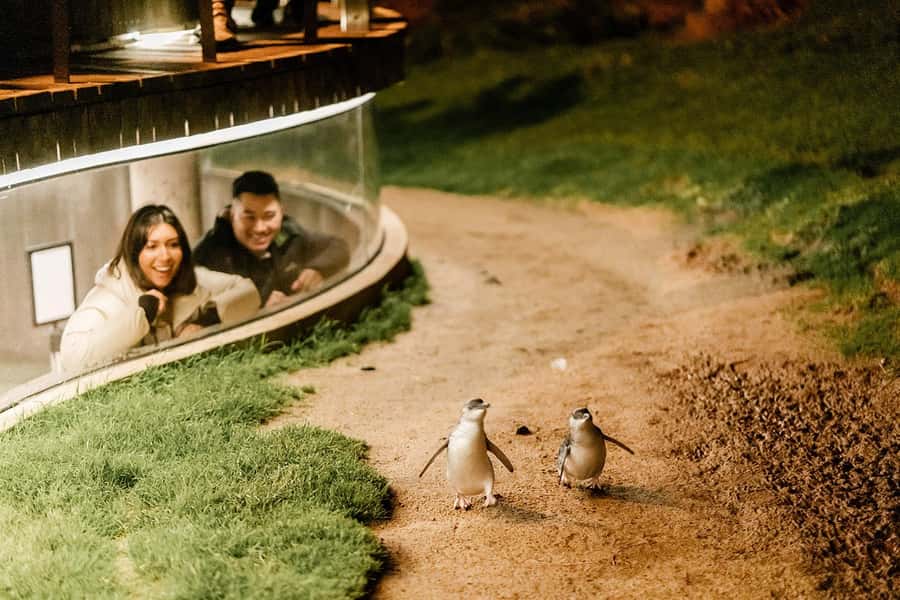 From Melbourne: Phillip Island Penguin Parade Express Tour - Seal Rocks and the Nobbies boardwalk