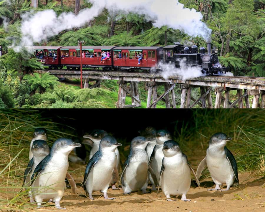 From Melbourne: Puffing Billy and Penguin Parade Combo Tour - Why this combo works from Melbourne