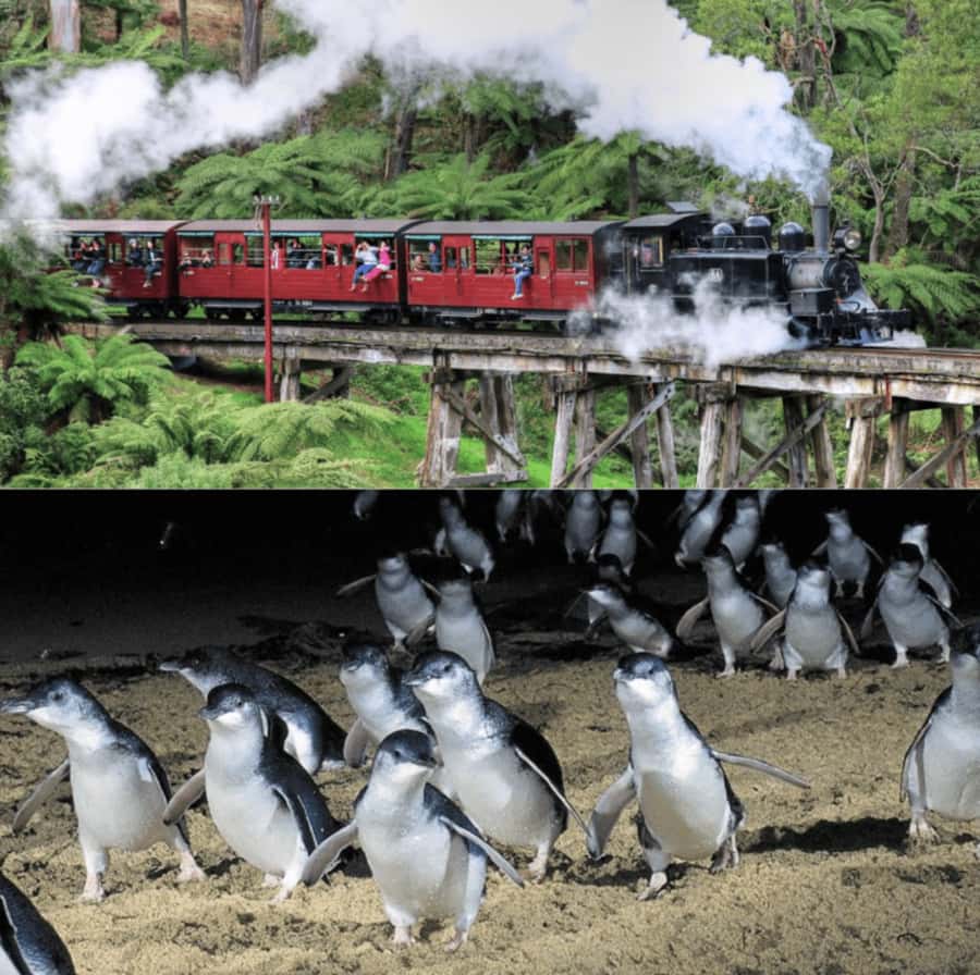 From Melbourne: Puffing Billy and Penguin Parade Combo Tour - Who will enjoy this day most