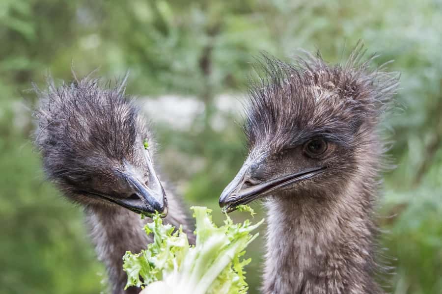 From Melbourne: Puffing Billy Steam Train & Wildlife Tour - Transport, timing, and the $140 question