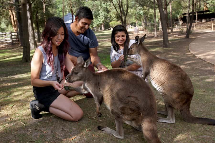 From Melbourne: Puffing Billy Steam Train & Wildlife Tour - Who will enjoy this tour most