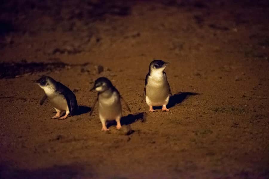 From Melbourne: Puffing Billy Train & Penguin Wildlife Tour - What the guides add to a very long day