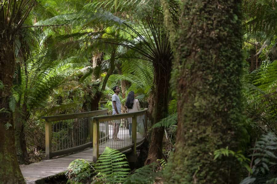 From Melbourne: Reverse Great Ocean Road Day Trip with Lunch - Key points at a glance