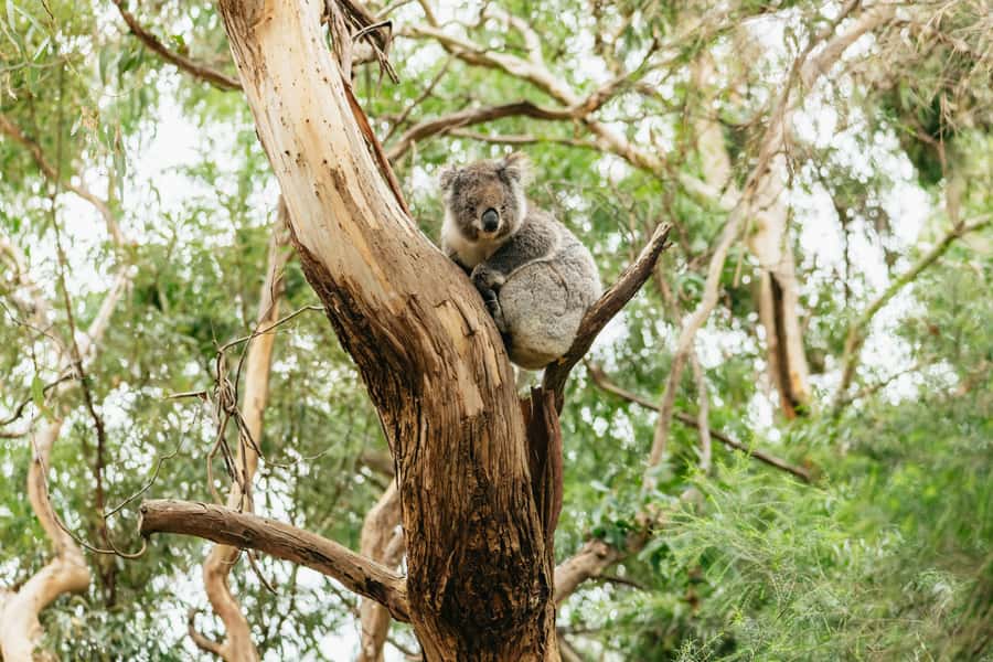 From Melbourne: Small-Group Great Ocean Road Day Trip - Key points to know before you book