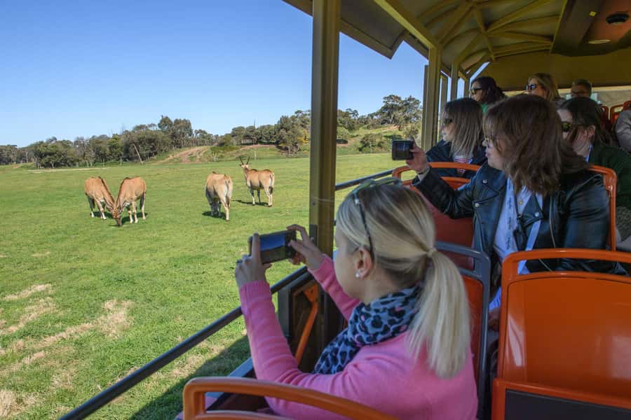 From Melbourne: Werribee Open Range Zoo & Werribee Mansion - Why this day trip works so well