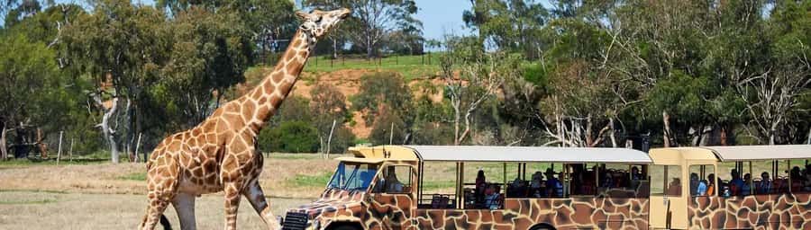 From Melbourne: Werribee Open Range Zoo & Werribee Mansion - The short transfer to Werribee Open Range Zoo