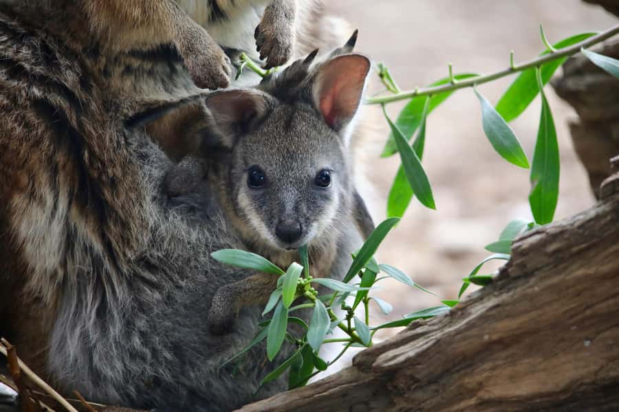 From Melbourne: Werribee Open Range Zoo & Werribee Mansion - Who should choose this Werribee tour?