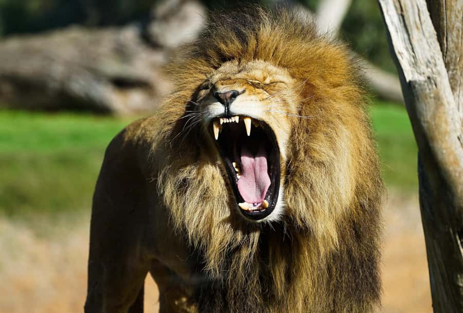From Melbourne: Werribee Open Range Zoo & Werribee Mansion - Small details that make the day easier
