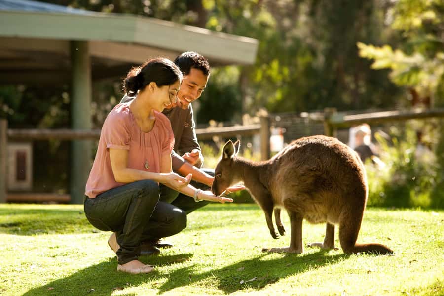 From Melbourne: Yarra Valley Wildlife & Wine Day Tour - The drive from Melbourne to the Yarra Valley