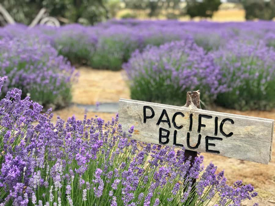 From Penneshaw: Kangaroo Island Shore Excursion Tasting Tour - Key points to know before booking