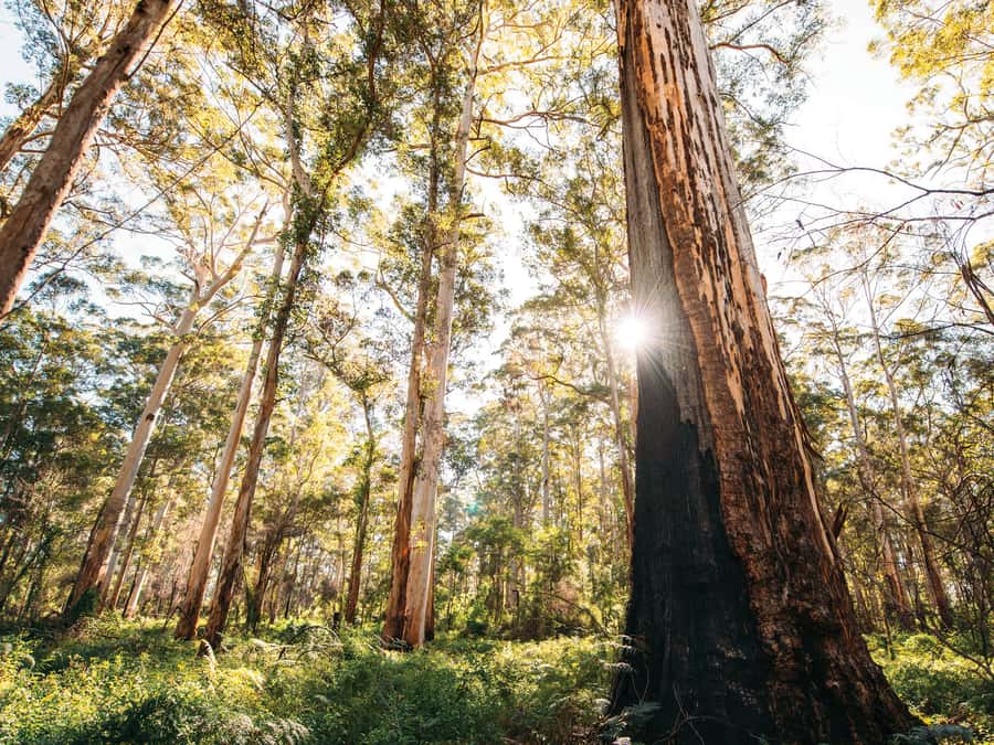 From Perth: 3-Day Margaret River Escape - Why three days works better than a quick Margaret River trip