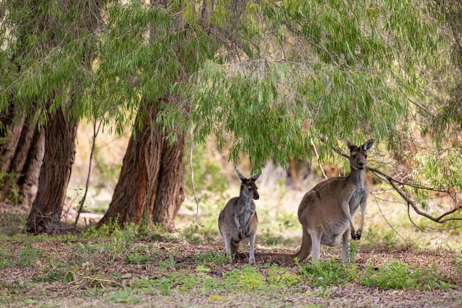 From Perth: Pinnacles Lobster Shack and Yanchep Day Trip - Lake Thetis and stromatolites