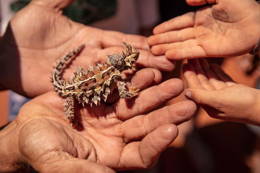 From Perth: Pinnacles Lobster Shack and Yanchep Day Trip - Wildflowers and wildlife along the road