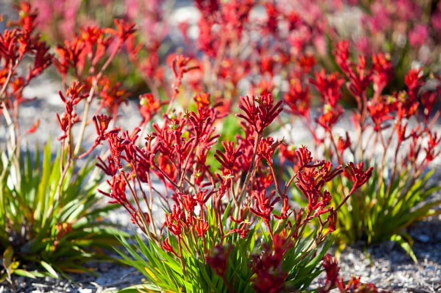 From Perth: Pinnacles Lobster Shack and Yanchep Day Trip - Who should book this experience