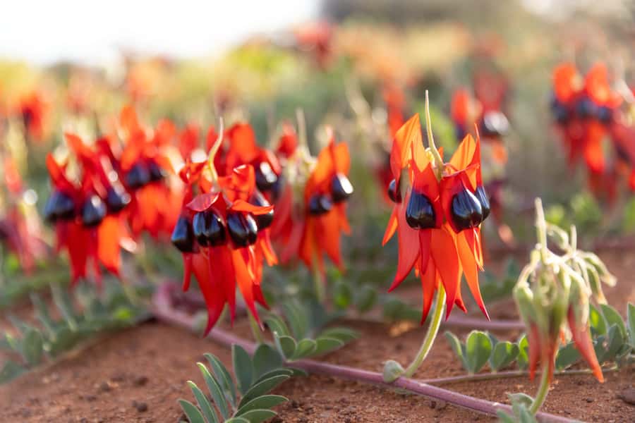 From Perth: Pinnacles Sunset and Stargazing Tour with Dinner - Key points to know before booking