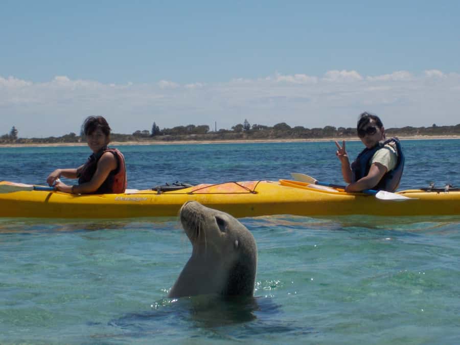 From Perth: Rockingham Seal & Penguin Islands Sea Kayak Tour - Key points to know before you book