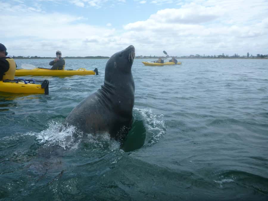 From Perth: Rockingham Seal & Penguin Islands Sea Kayak Tour - Snorkeling, caves, and coastal wildlife