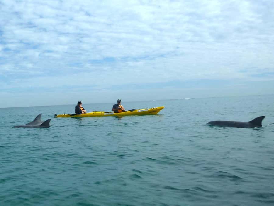 From Perth: Rockingham Seal & Penguin Islands Sea Kayak Tour - Should you book the Rivergods kayak tour?