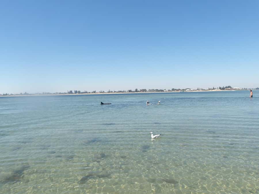 From Perth: Rockingham Seal & Penguin Islands Sea Kayak Tour - The first kilometer to Seal Island