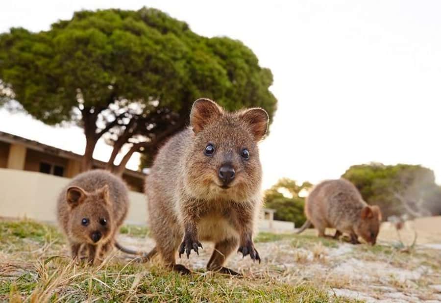 From Perth: Rottnest Island Ferry & Bike Trip - How much time you really have
