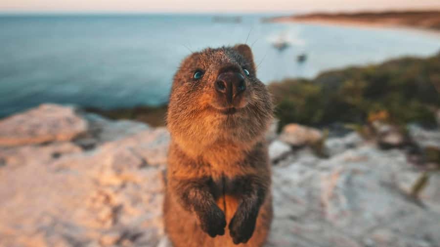 From Perth: Rottnest Island Ferry & Bus Day Tour - Timing, pickup, and small details that matter