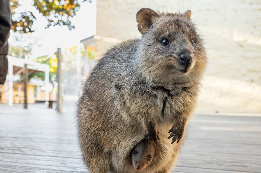 From Perth: Rottnest Island Full-Day Bike and Ferry Trip - Beaches, swimming, and optional snorkel hire