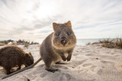 Rottnest Island Grand Island Day Tour with Lunch