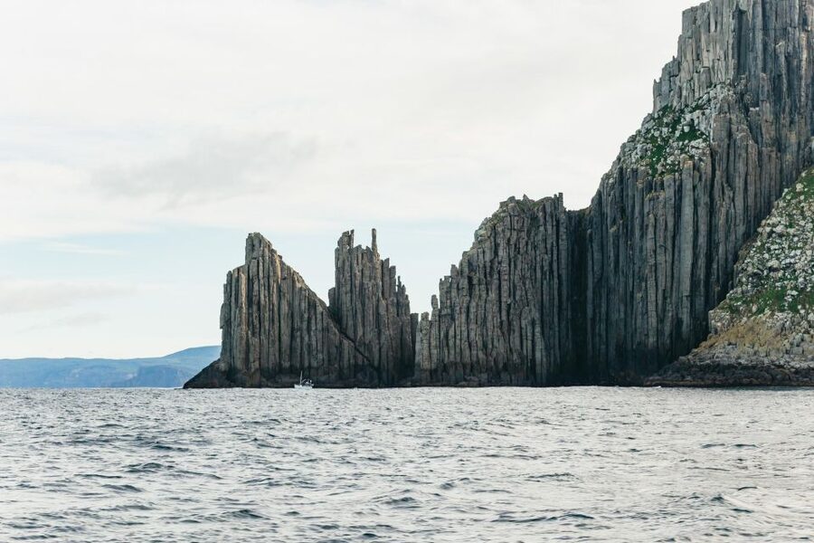 From Port Arthur: Tasman Island Wilderness Cruise - Seals, seabirds, dolphins, and whales