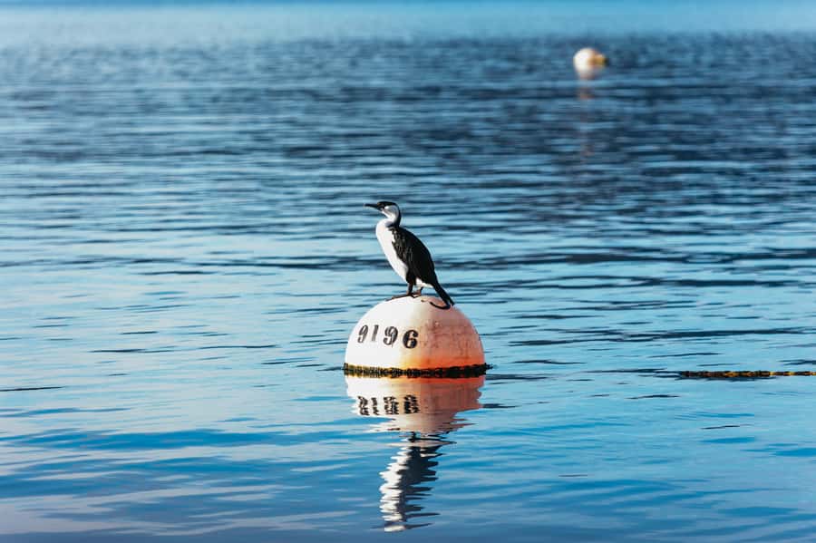 From Port Arthur: Tasman Island Wilderness Cruise - The boat ride: thrilling, exposed, and cold