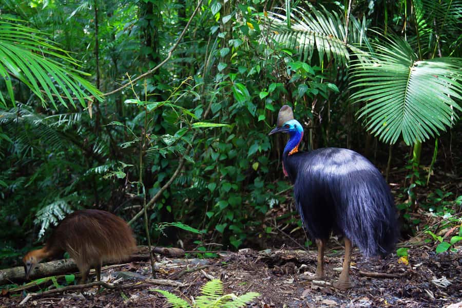 From Port Douglas: Daintree Rainforest & Mossman Gorge Tour - Lunch and Cape Tribulation in a tight half hour