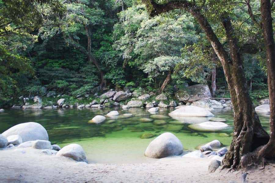 From Port Douglas: Daintree Rainforest & Mossman Gorge Tour - What the guides add to the long drive