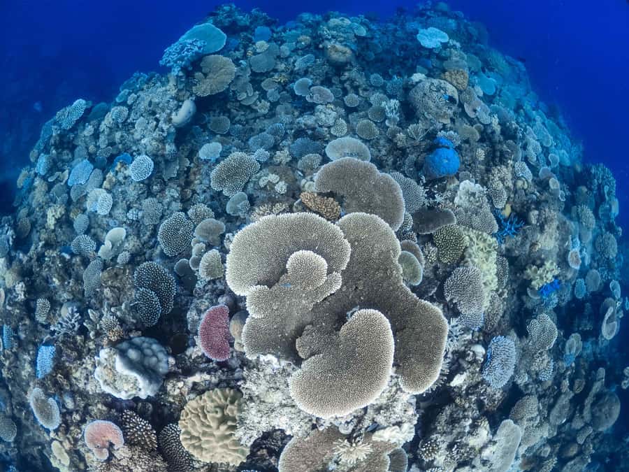 From Port Douglas: Outer Reef Cruise by Luxury Catamaran - The coral cay and clear turquoise water