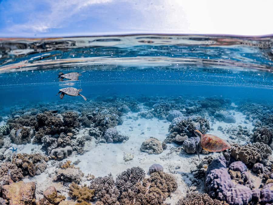 From Port Douglas: Outer Reef Cruise by Luxury Catamaran - Second reef site and glass-bottom viewing
