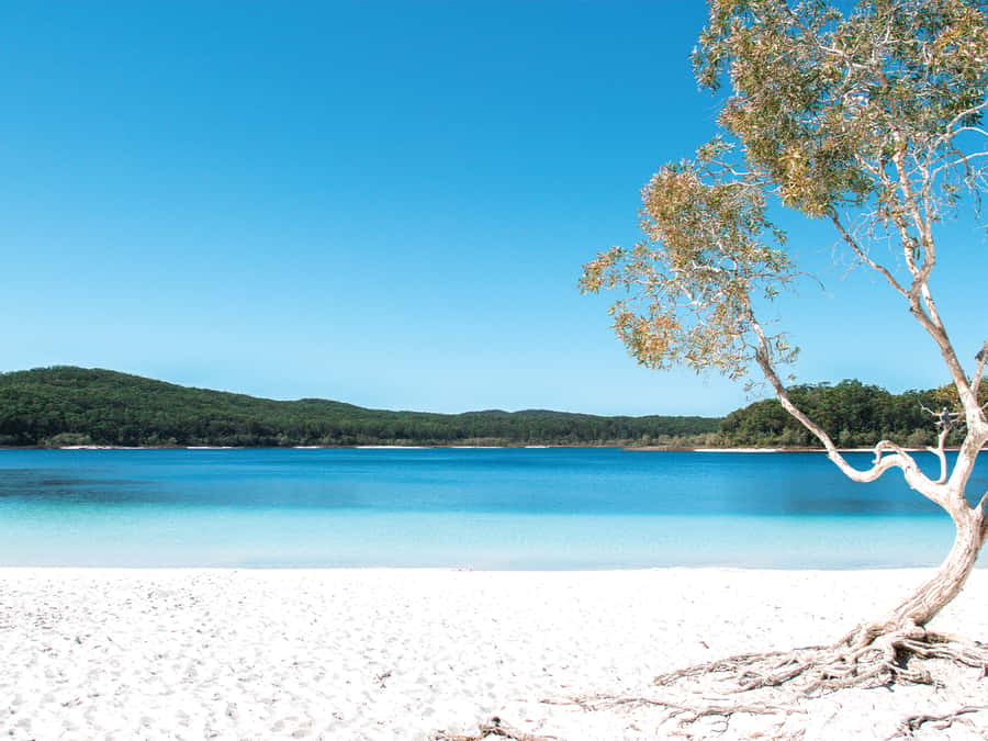 From Rainbow Beach: K'gari, Fraser Island Two-Day Coach Tour - Central Station and the quiet forests of Pile Valley