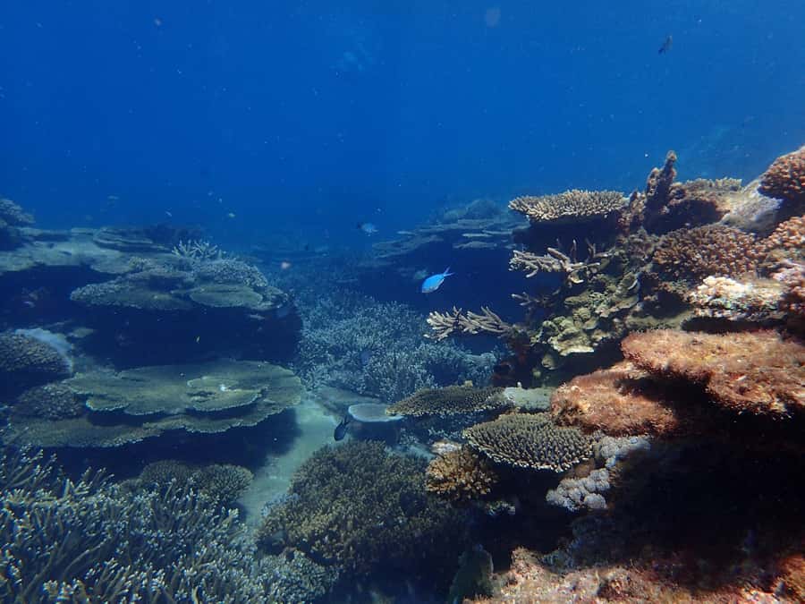 From Rosslyn: Great Keppel Island Adventure Tour with Lunch - A barbecue lunch over the Southern Great Barrier Reef