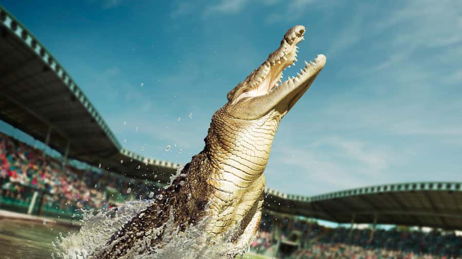 From Sunshine Coast: Australia Zoo Entry Ticket and Transfer - The 10-minute Wildlife Hospital visit