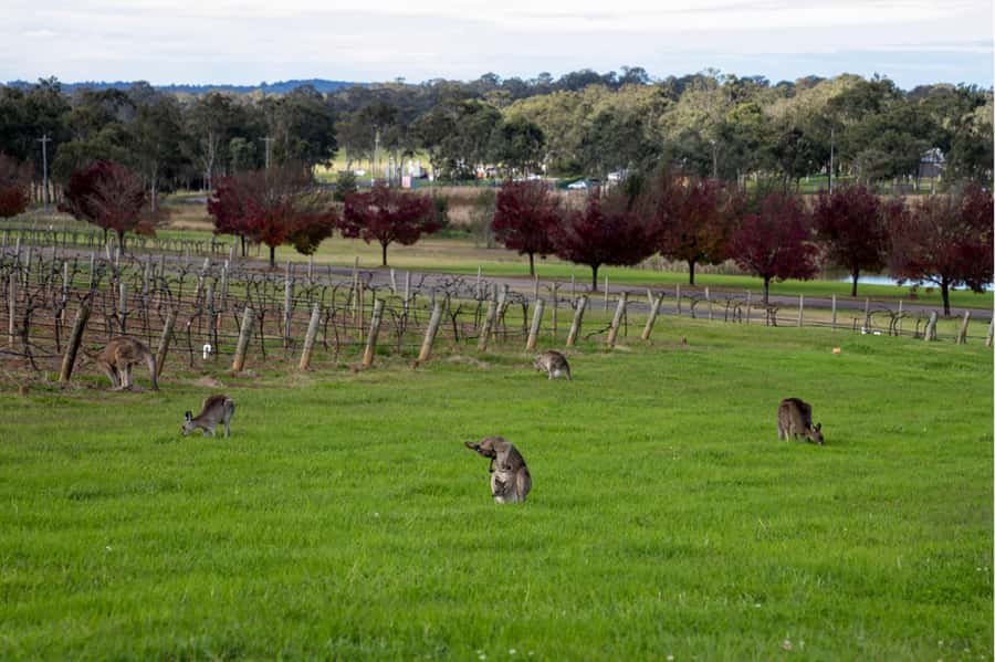 From Sydney: Award-Winning Hunter Valley Wine & Cheese Tour - Artisan cheese at the Hunter Valley Cheese Company