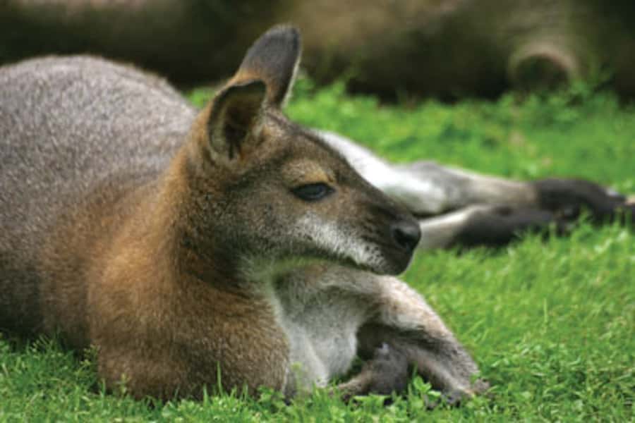 From Sydney: Blue Mountains Bushwalks & Featherdale Tour - What the $133 price really covers