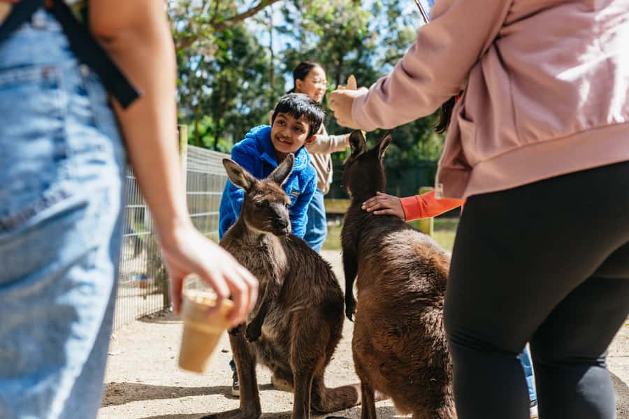 From Sydney: Blue Mountains Full-Day Trip - Who should book this tour?