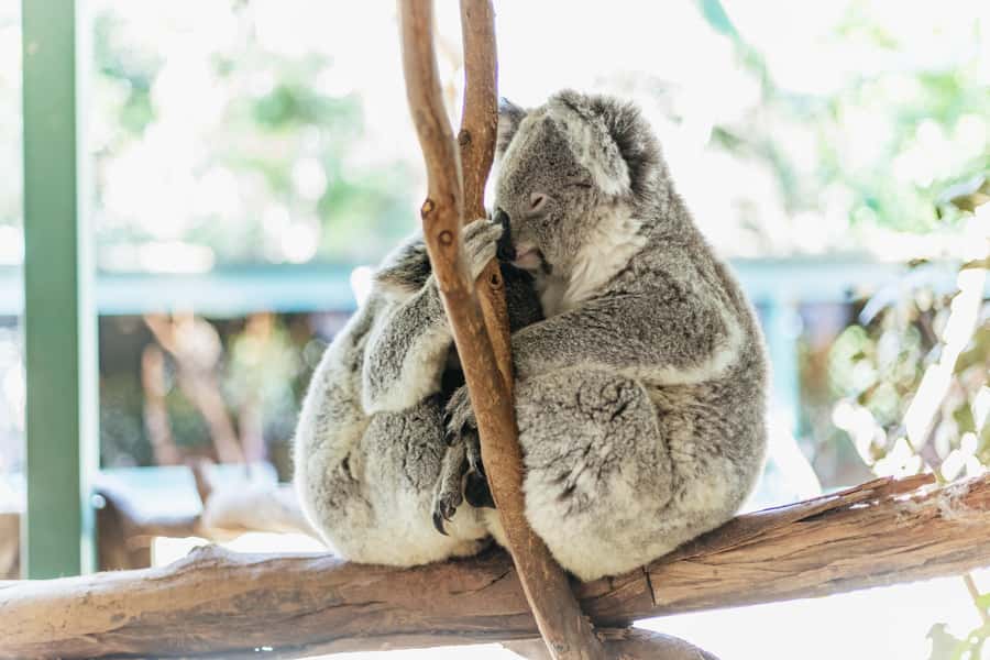 From Sydney: Blue Mountains Full-Day Trip - Leura Village: lunch on your own terms