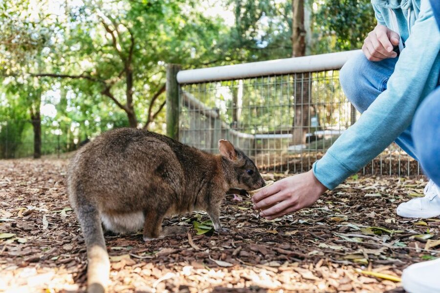 From Sydney: Blue Mountains Full-Day Trip - Transport, timing, and guide quality