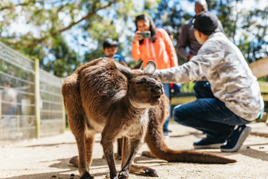 From Sydney: Blue Mountains Full-Day Trip - Is $148 good value?