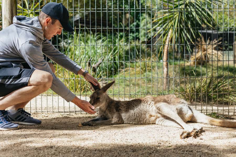 From Sydney: Blue Mountains Full-Day Trip - Featherdale Wildlife Park: the most hands-on stop