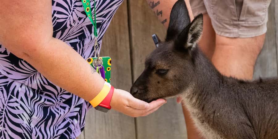 From Sydney: Blue Mountains, Scenic Railway, & Sydney Zoo - Your guide can make the long coach day easier