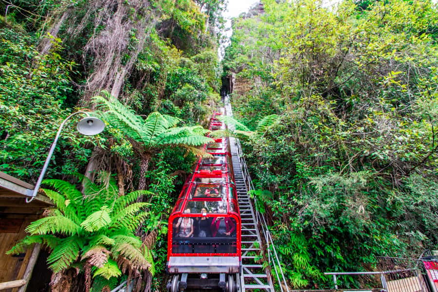 From Sydney: Blue Mountains, Scenic World, Zoo, & Ferry Ride - Key points to know before booking